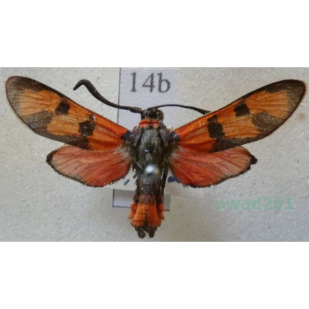 Zygaena laeta (Hübner, 1790) Austria14b